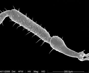 Media type: image;   Invertebrate Zoology 134690